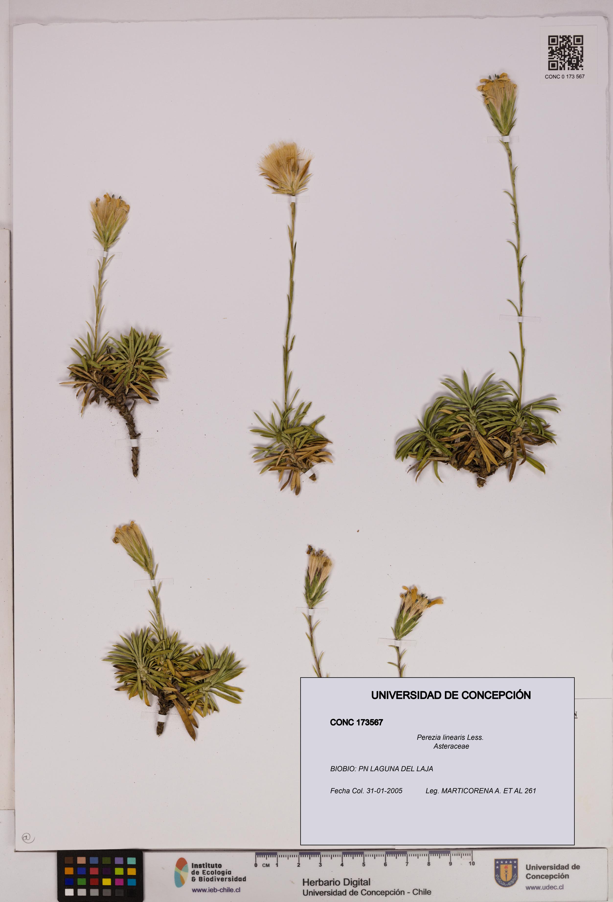 Perezia linearis [Espécimen: UDEC:CONC:0173567]