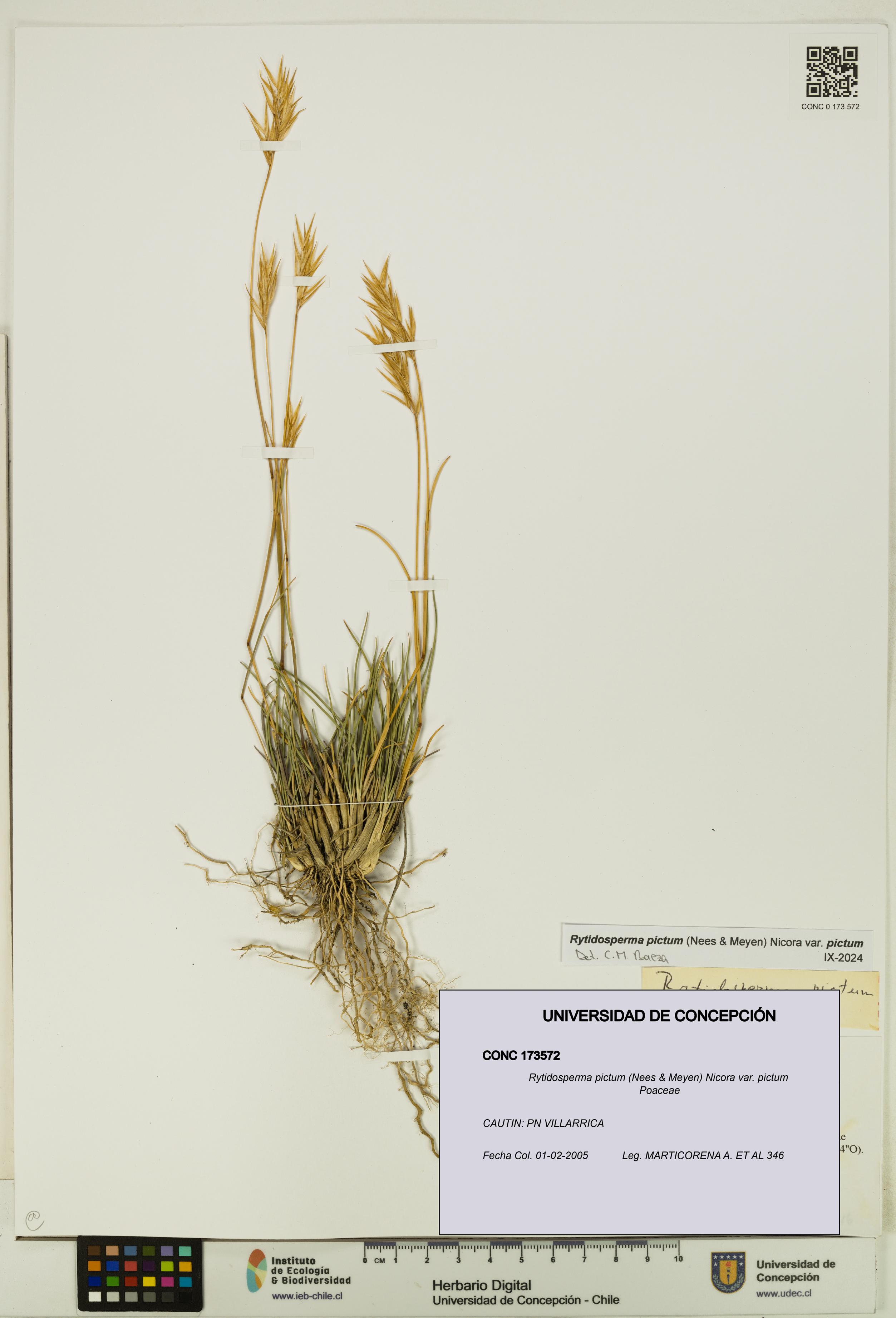 Rytidosperma pictum var. pictum [Espécimen: UDEC:CONC:0173572]