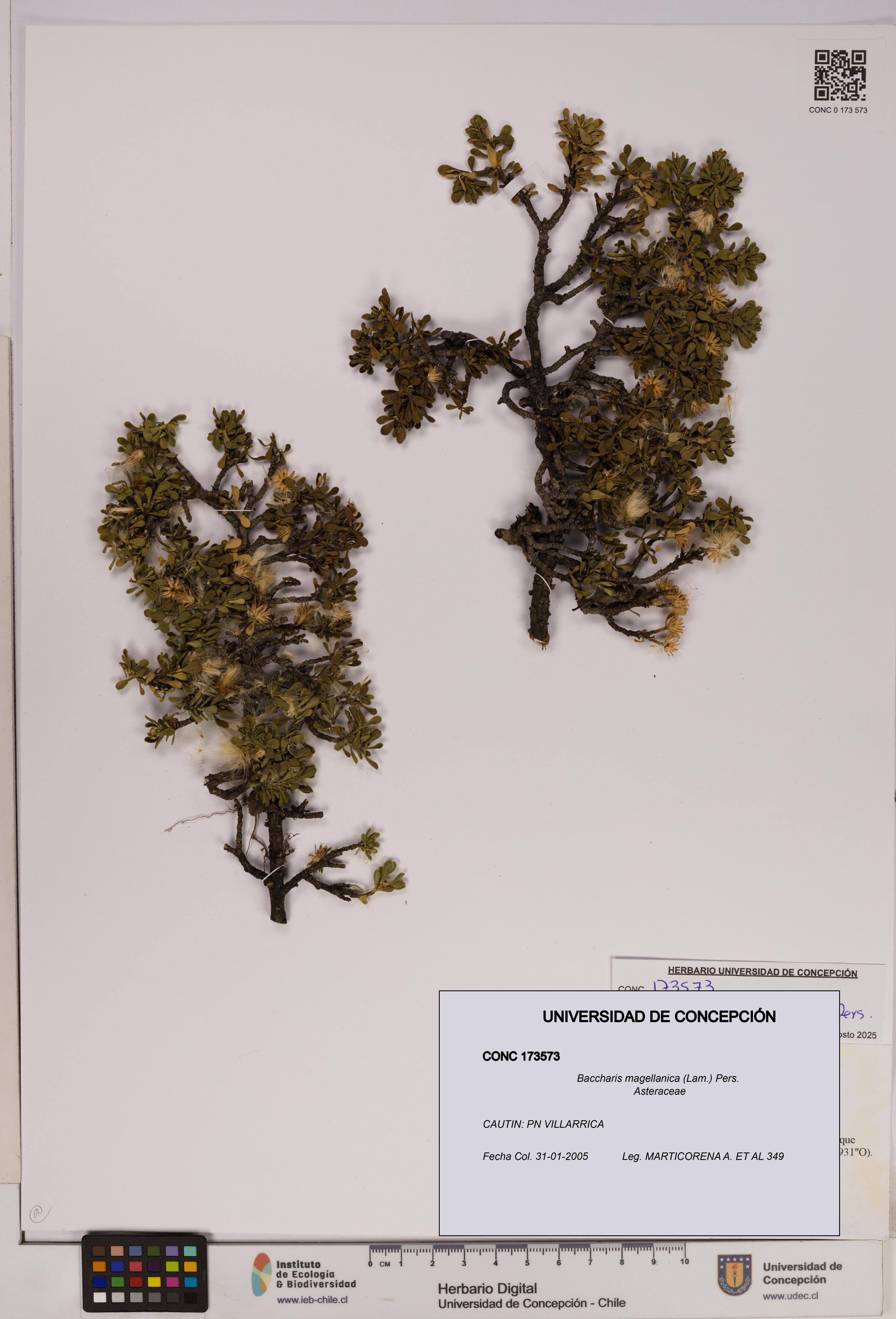 Baccharis magellanica [Espécimen: UDEC:CONC:0173573]
