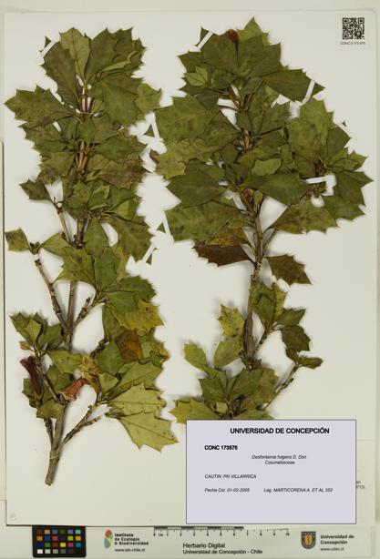 Desfontainia fulgens [Espécimen: UDEC:CONC:0173575]