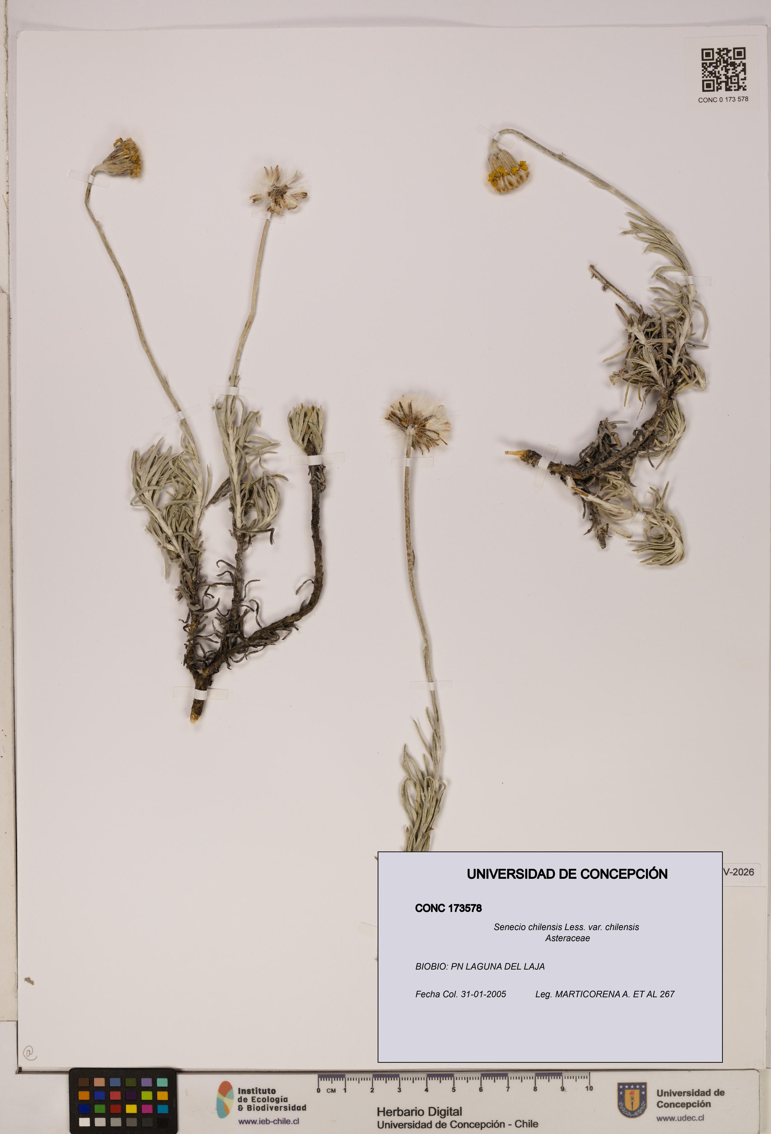 Senecio chilensis var. chilensis [Espécimen: UDEC:CONC:0173578]