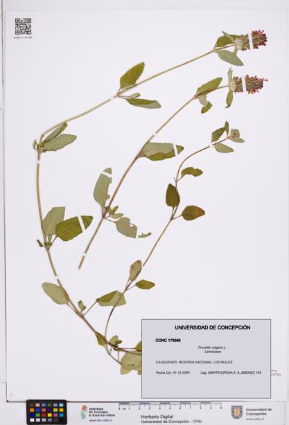 Prunella vulgaris [Espécimen: ]