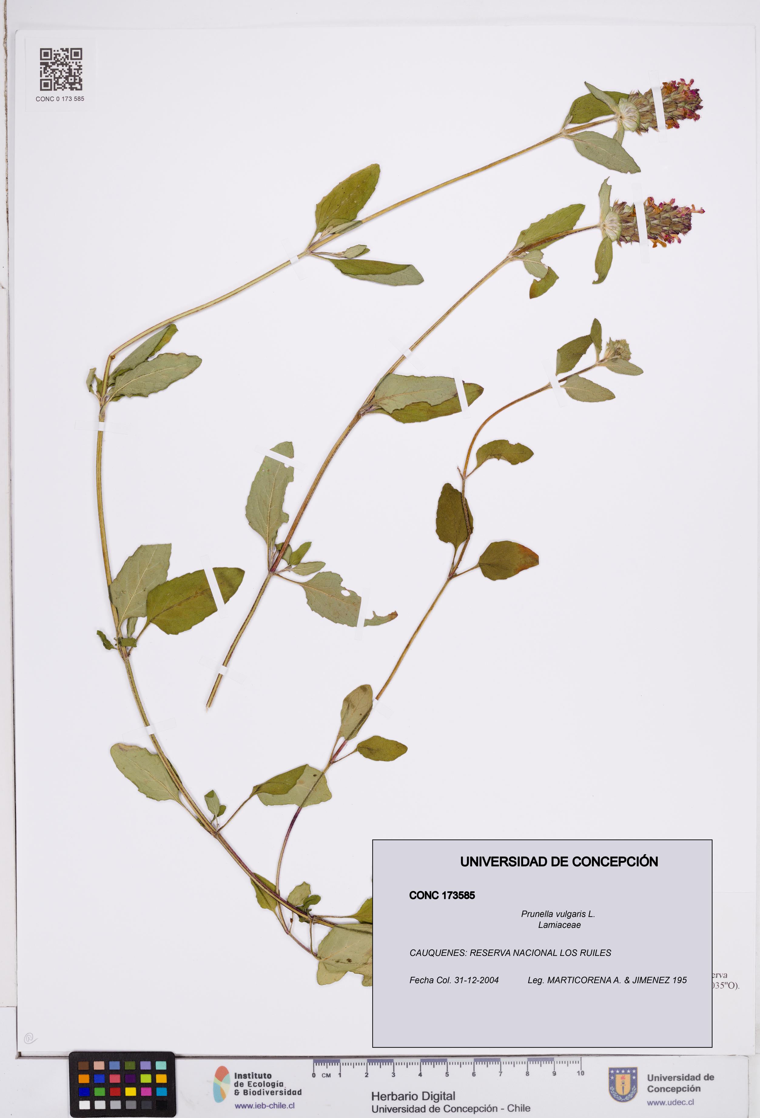Prunella vulgaris [Espécimen: ]
