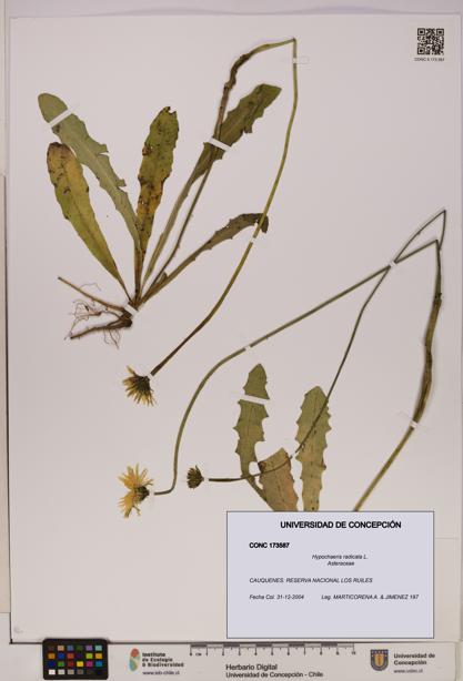 Hypochaeris radicata [Espécimen: UDEC:CONC:0173587]