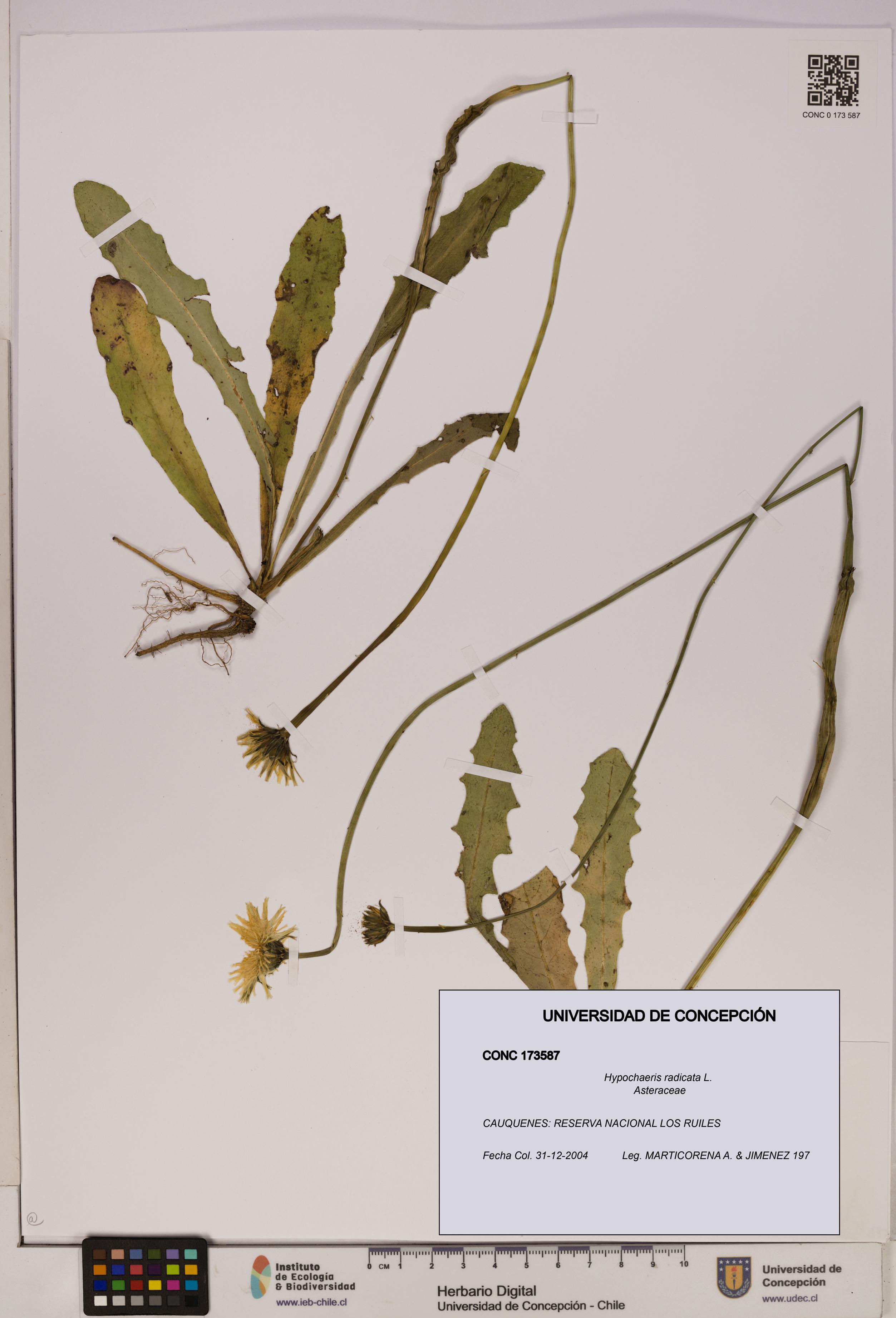 Hypochaeris radicata [Espécimen: UDEC:CONC:0173587]