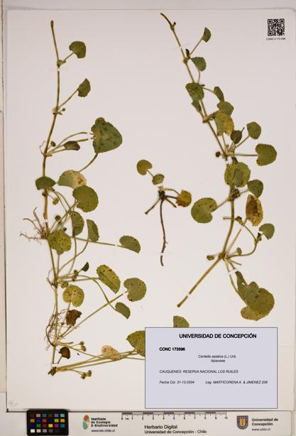 Centella asiatica [Espécimen: ]