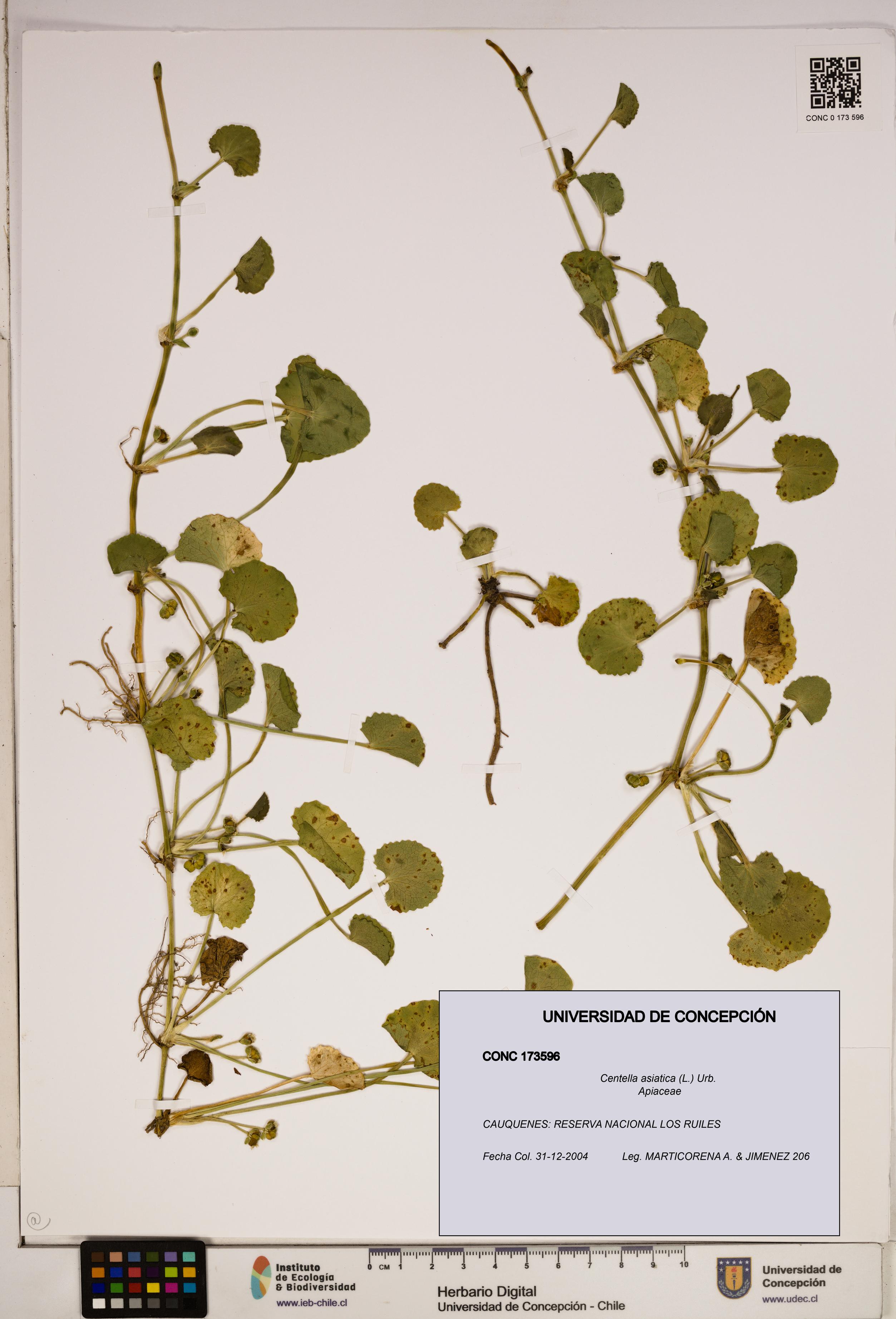 Centella asiatica [Espécimen: ]