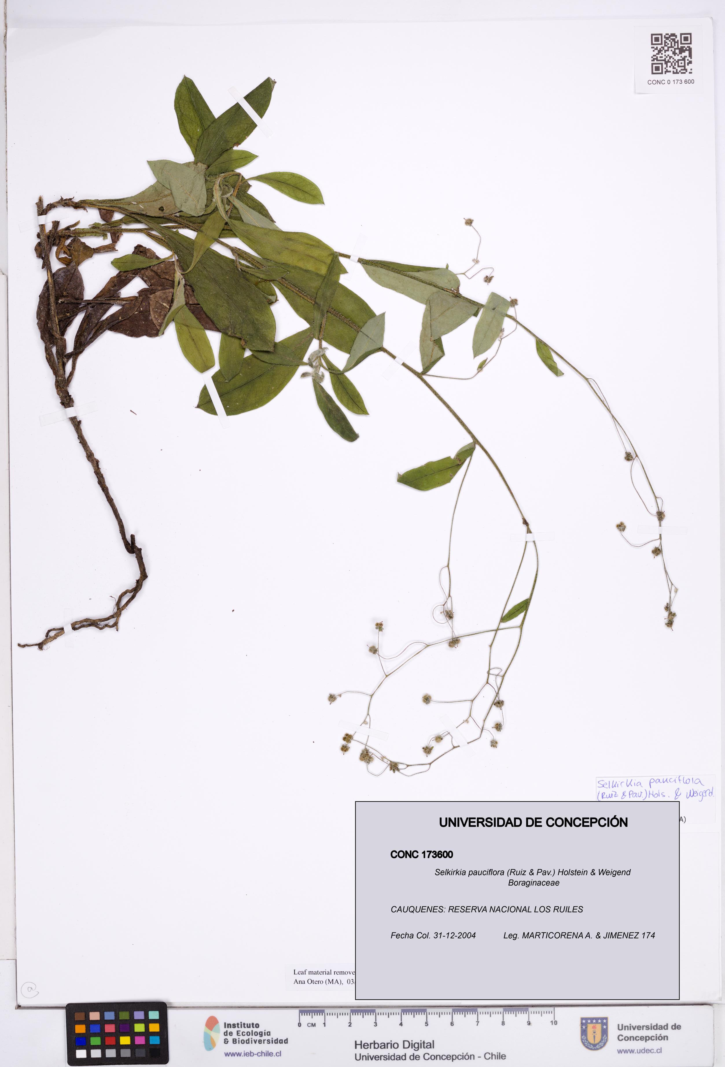 Selkirkia pauciflora [Espécimen: ]