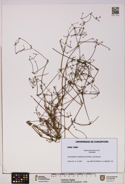 Galium trichocarpum [Espécimen: UDEC:CONC:0173607]