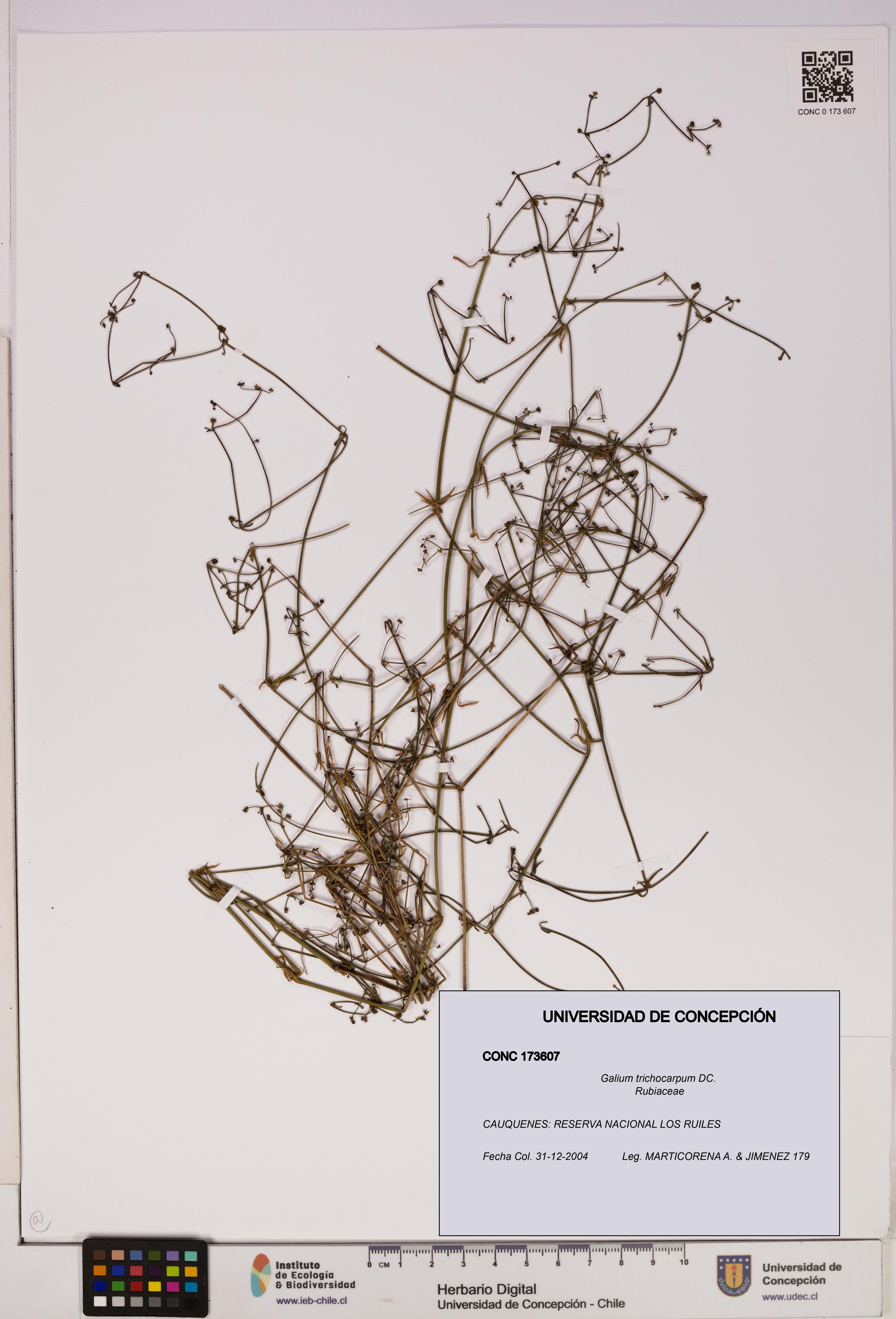 Galium trichocarpum [Espécimen: UDEC:CONC:0173607]