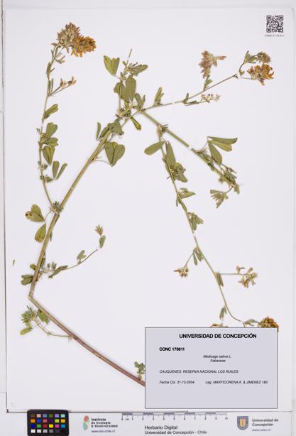 Medicago sativa [Espécimen: ]