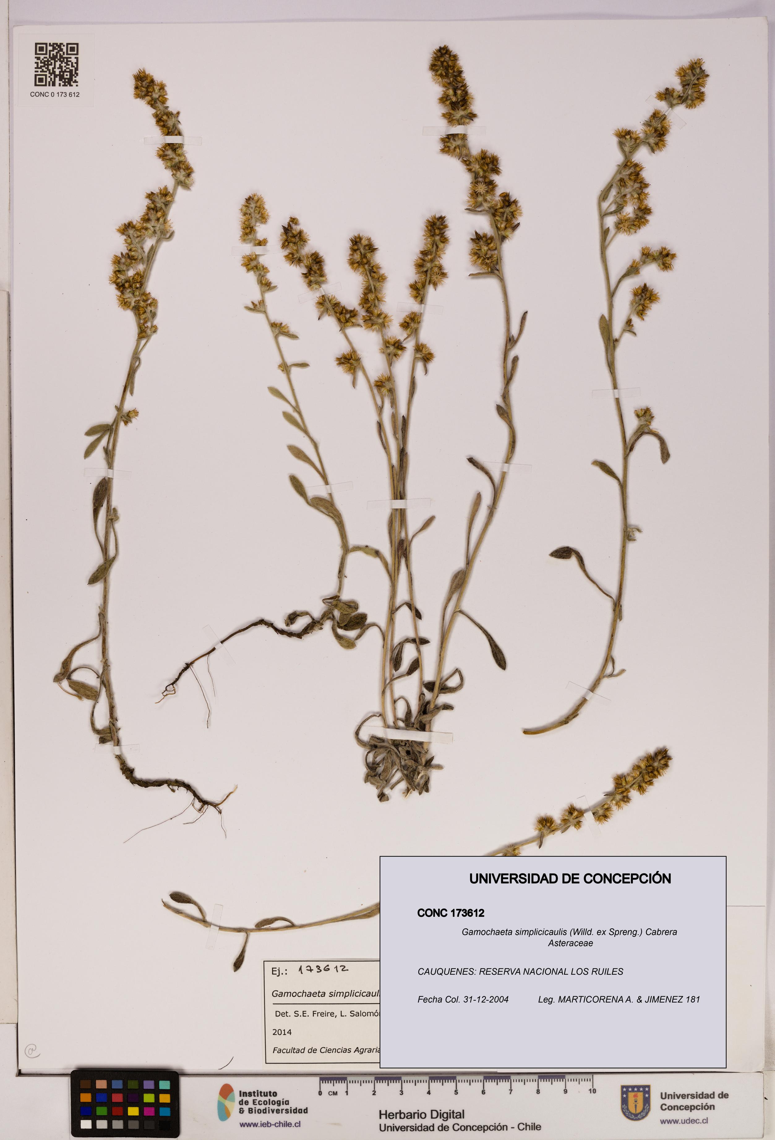 Gamochaeta simplicicaulis [Espécimen: UDEC:CONC:0173612]