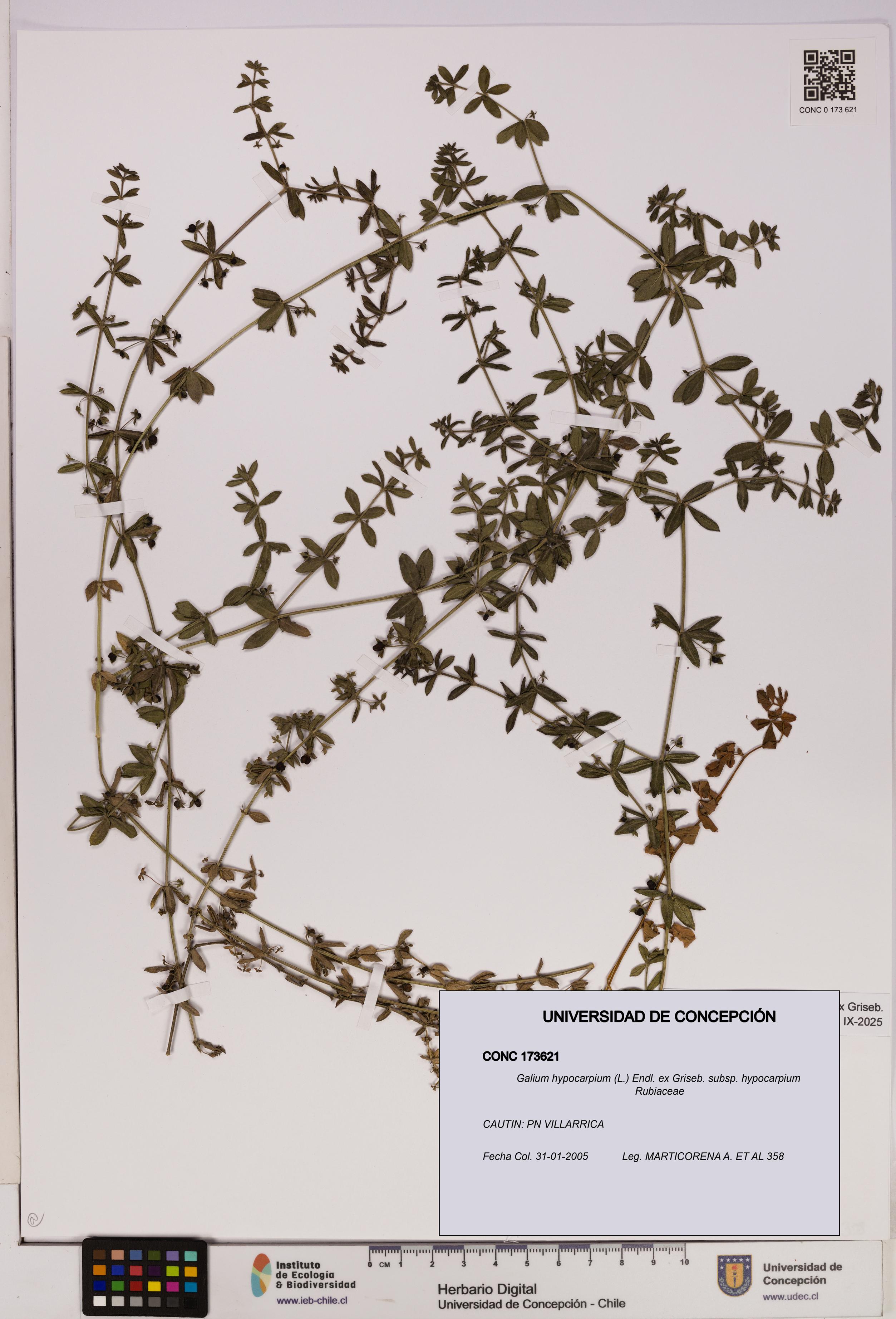 Galium hypocarpium subsp. hypocarpium [Espécimen: UDEC:CONC:0173621]