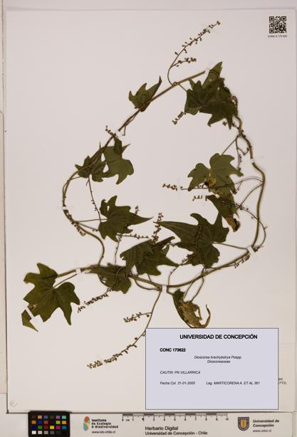 Dioscorea brachybotrya [Espécimen: ]