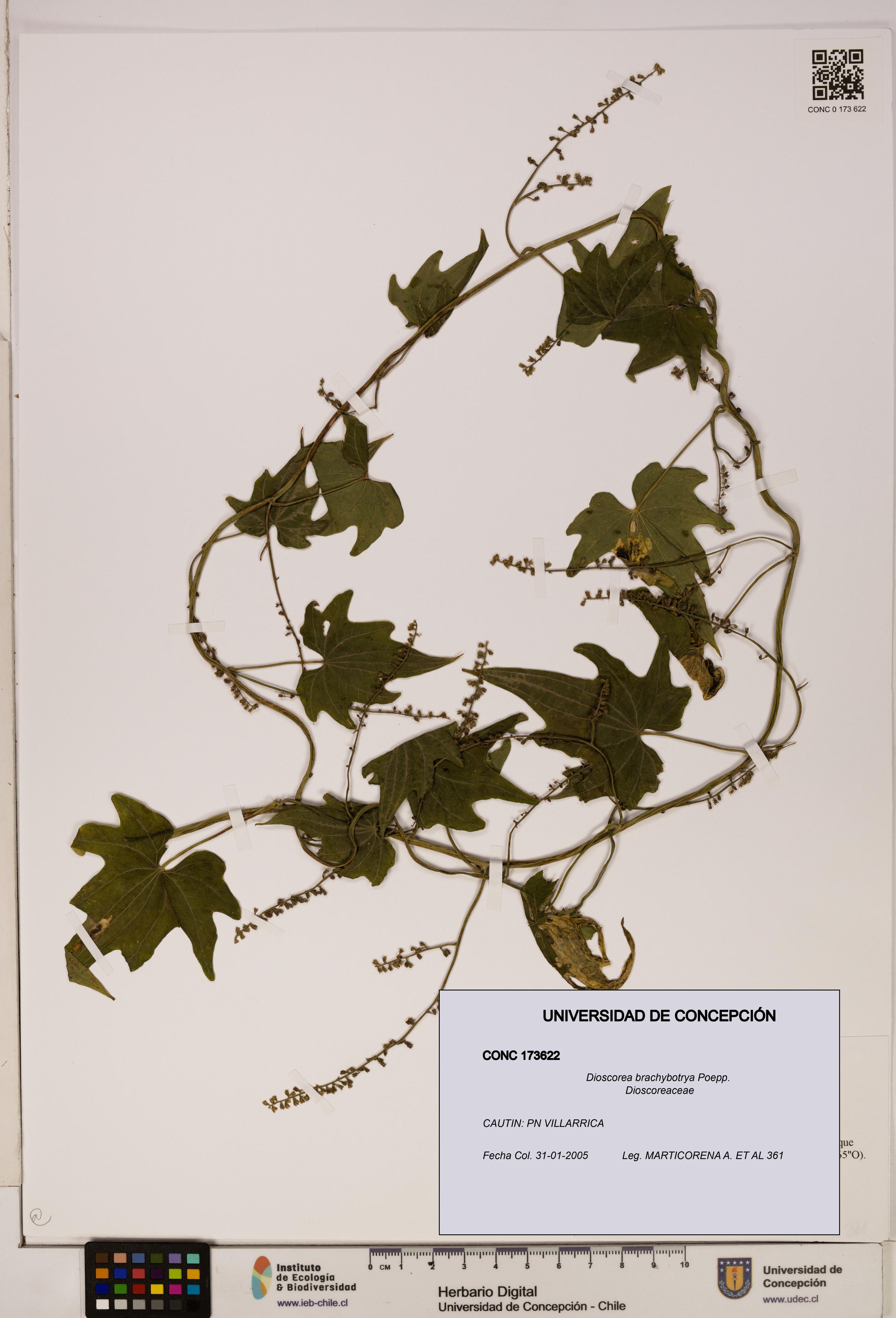 Dioscorea brachybotrya [Espécimen: ]