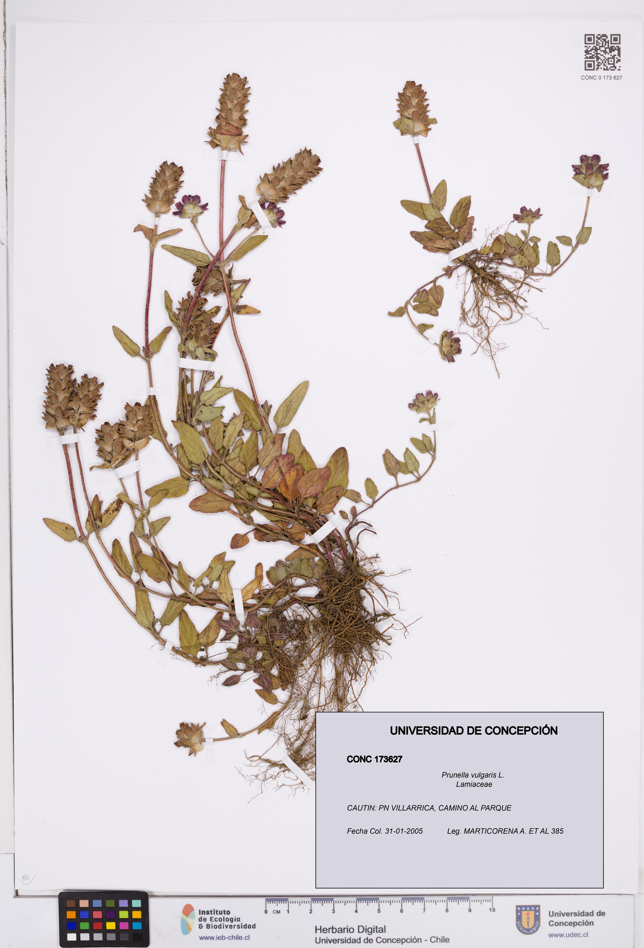 Prunella vulgaris [Espécimen: ]