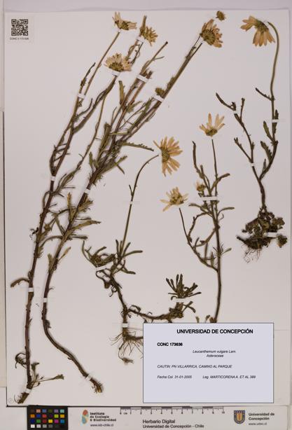 Leucanthemum vulgare [Espécimen: UDEC:CONC:0173636]