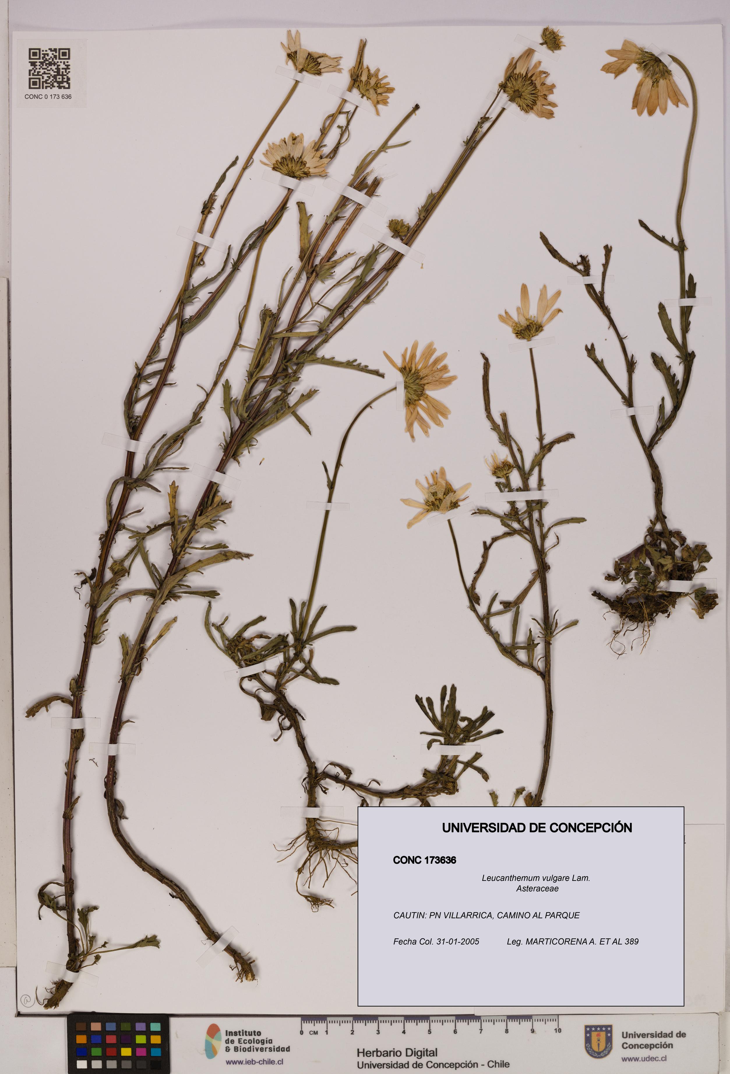 Leucanthemum vulgare [Espécimen: UDEC:CONC:0173636]