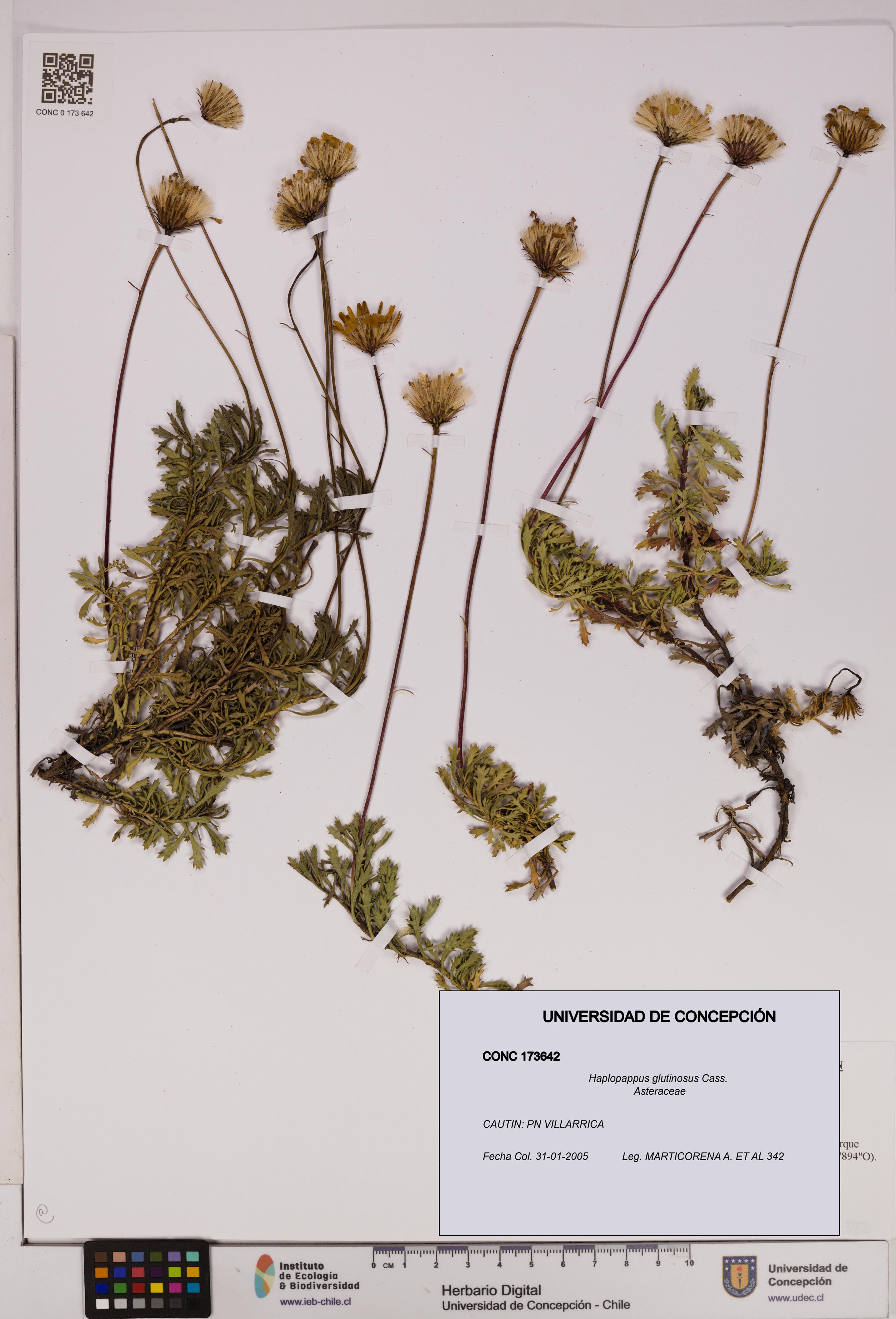 Haplopappus glutinosus [Espécimen: UDEC:CONC:0173642]