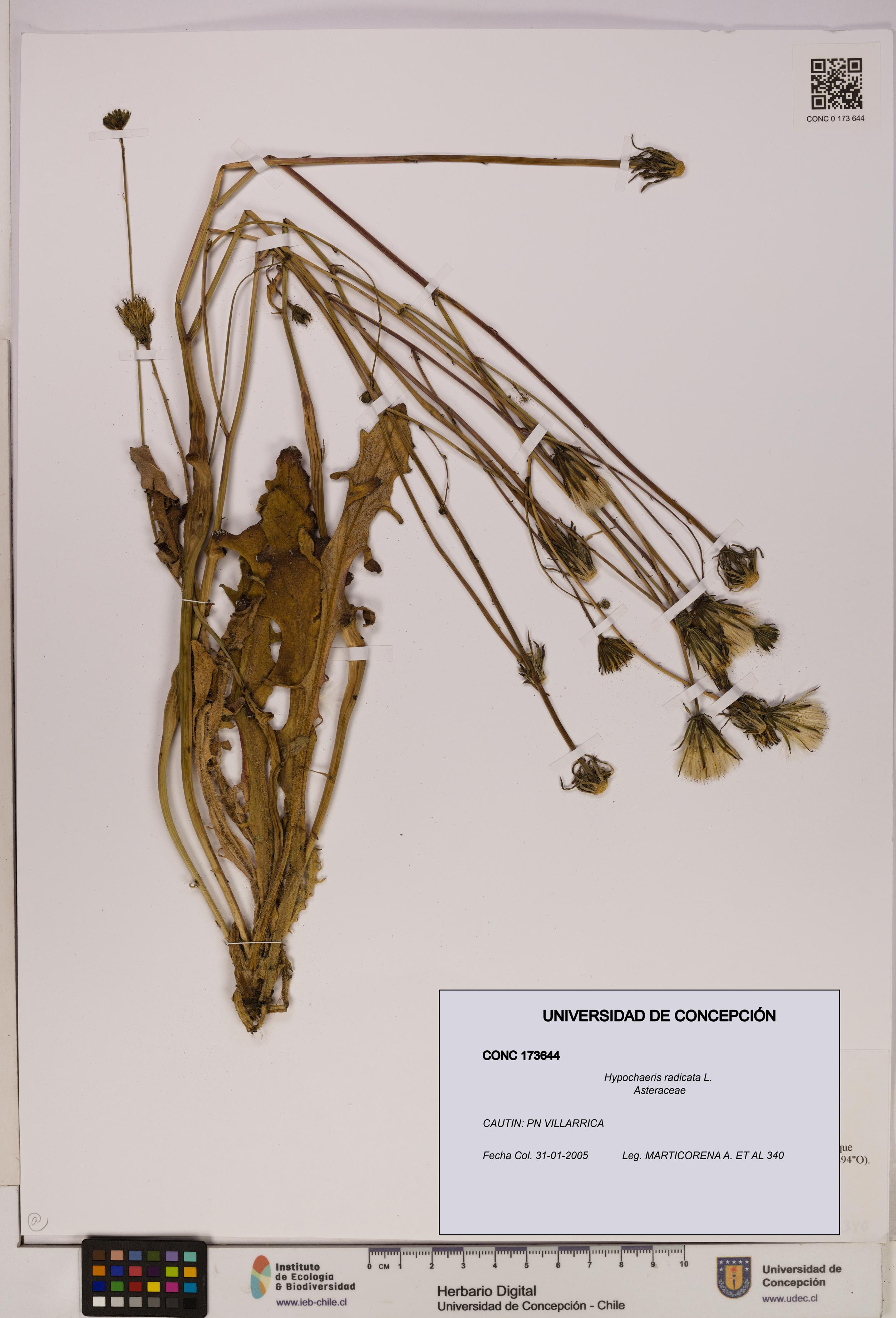 Hypochaeris radicata [Espécimen: UDEC:CONC:0173644]