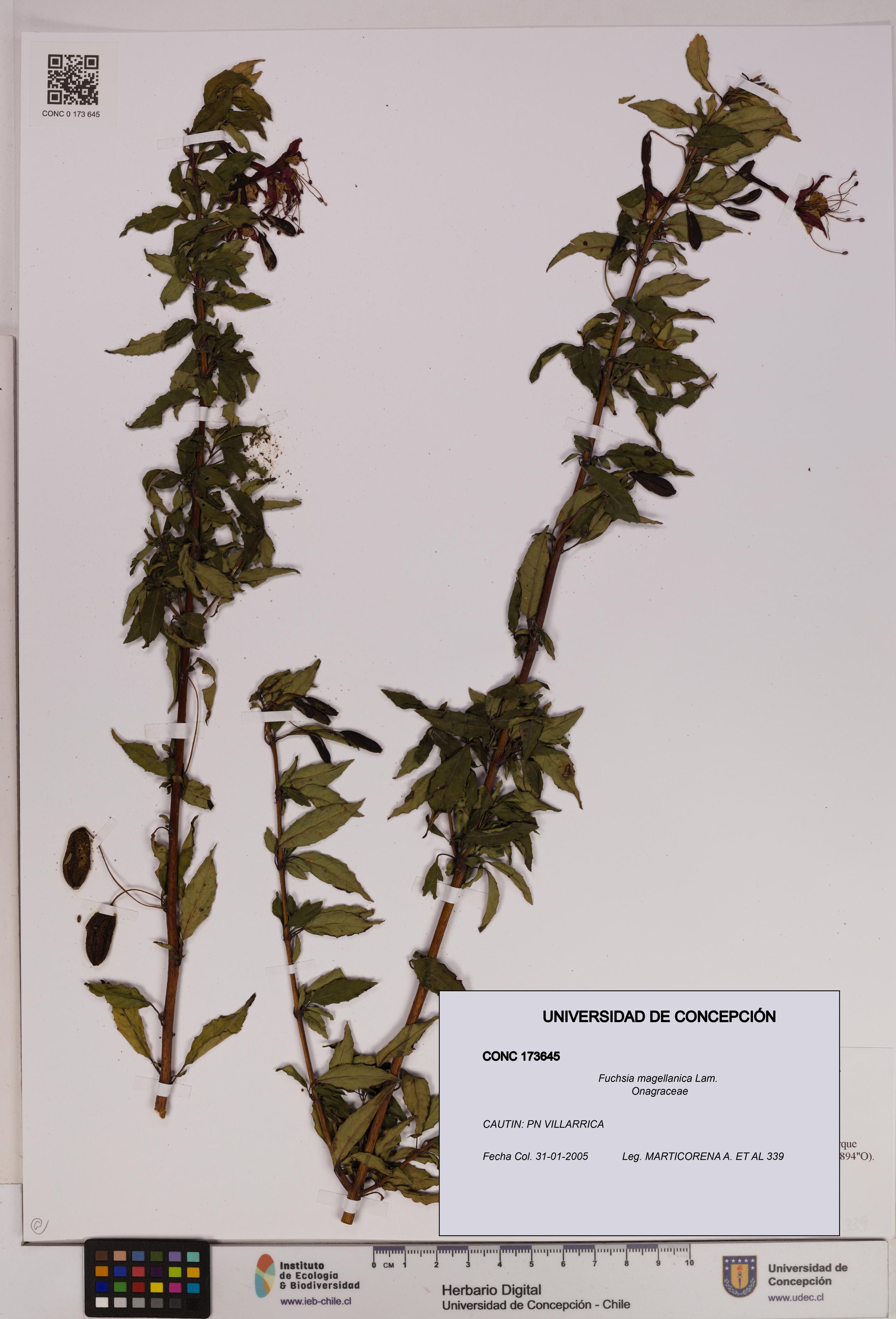 Fuchsia magellanica [Espécimen: UDEC:CONC:0173645]