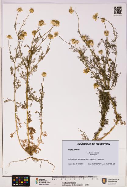 Anthemis cotula [Espécimen: UDEC:CONC:0173650]