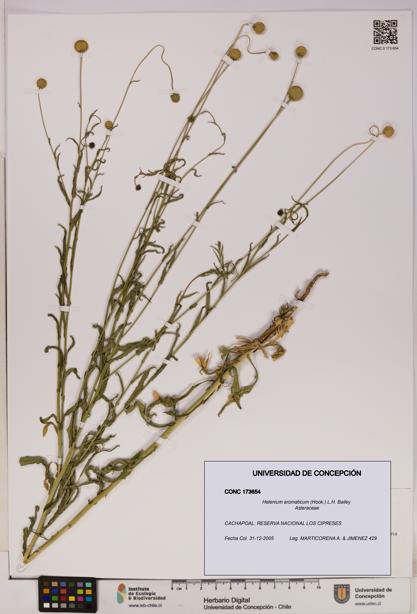 Helenium aromaticum [Espécimen: UDEC:CONC:0173654]