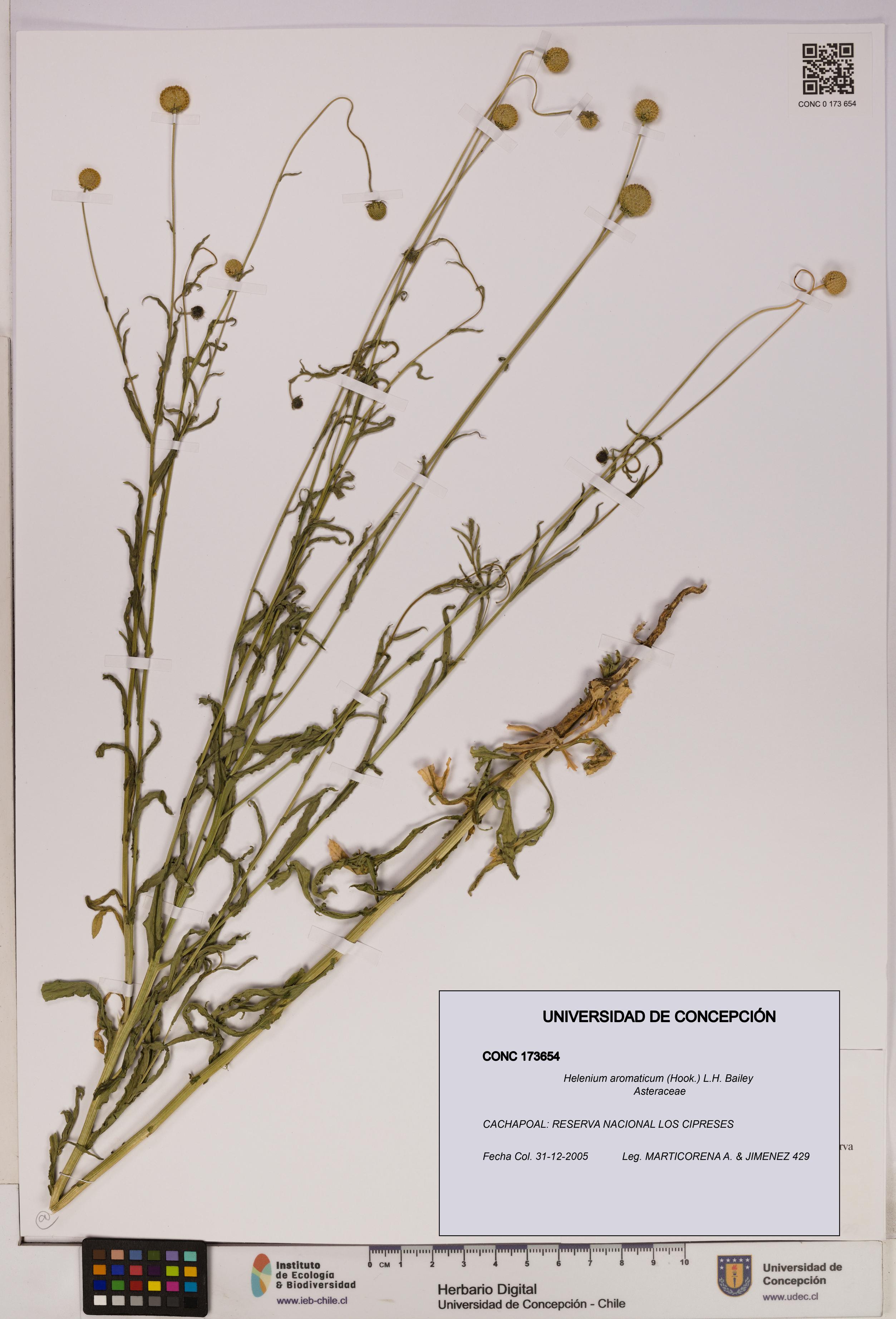 Helenium aromaticum [Espécimen: UDEC:CONC:0173654]