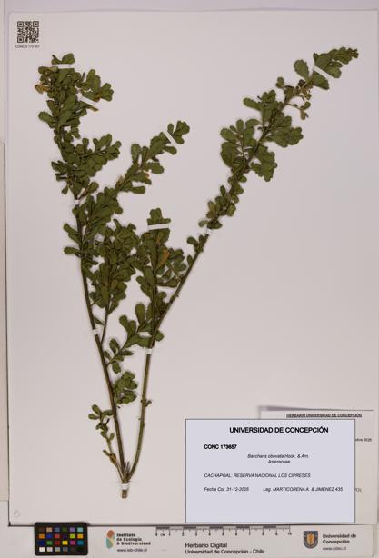 Baccharis obovata [Espécimen: UDEC:CONC:0173657]