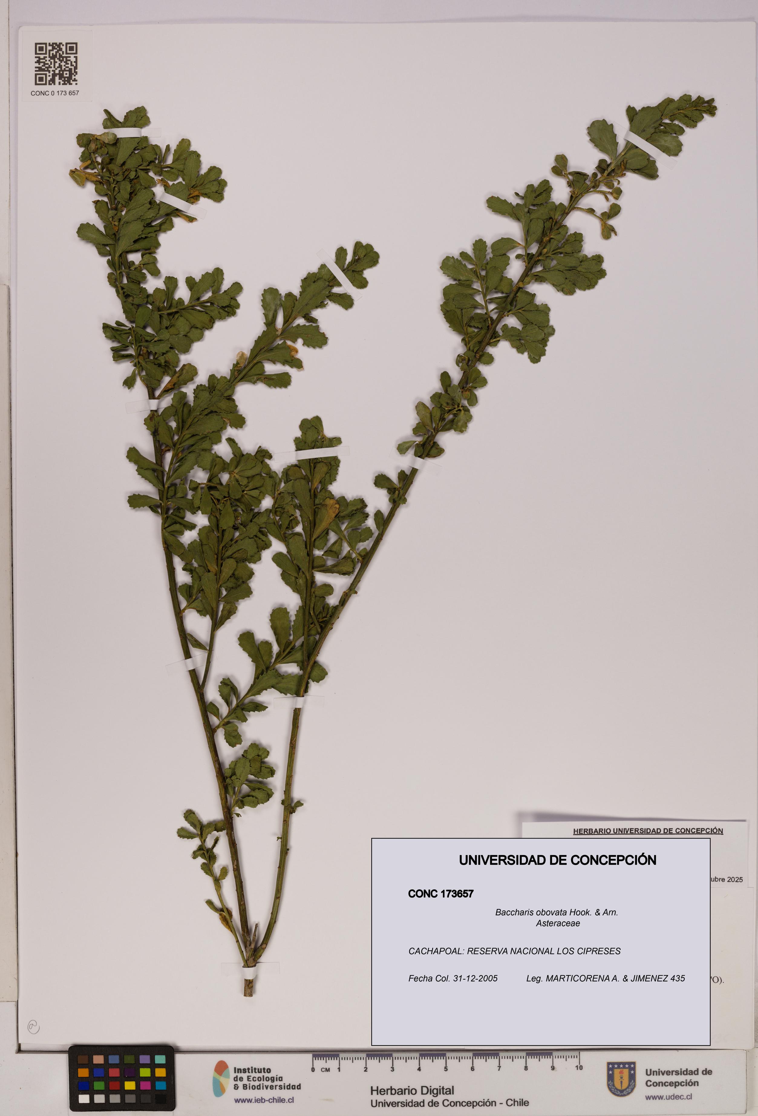 Baccharis obovata [Espécimen: UDEC:CONC:0173657]