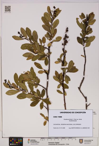 Escallonia illinita [Espécimen: UDEC:CONC:0173659]