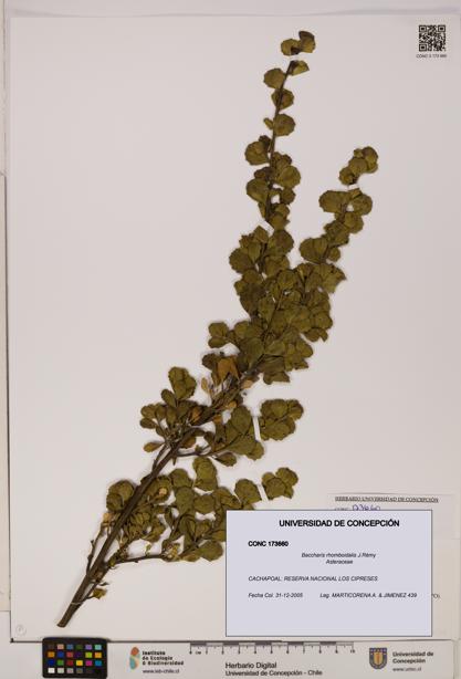Baccharis rhomboidalis [Espécimen: UDEC:CONC:0173660]