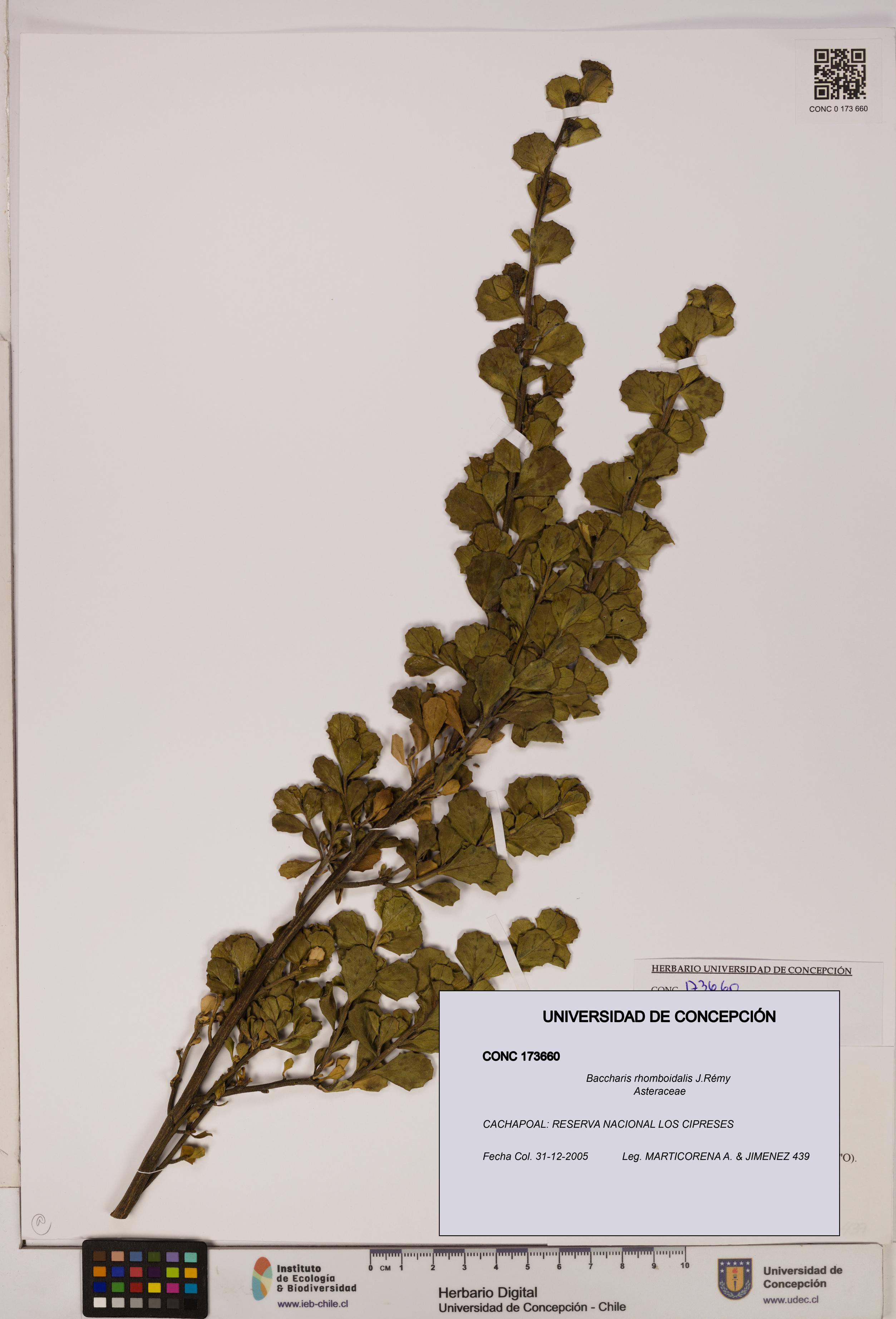 Baccharis rhomboidalis [Espécimen: UDEC:CONC:0173660]