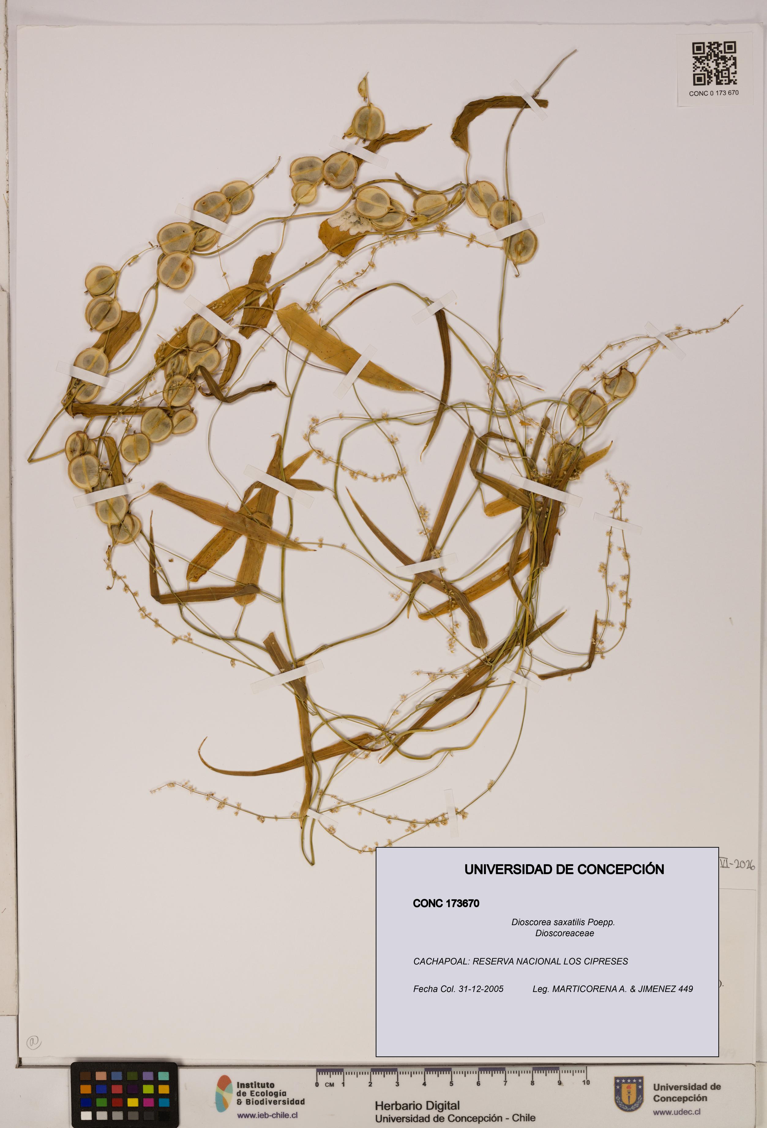 Dioscorea saxatilis [Espécimen: ]