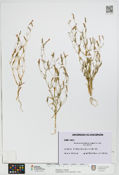 Centaurium cachanlahuen [Espécimen: UDEC:CONC:0173671]