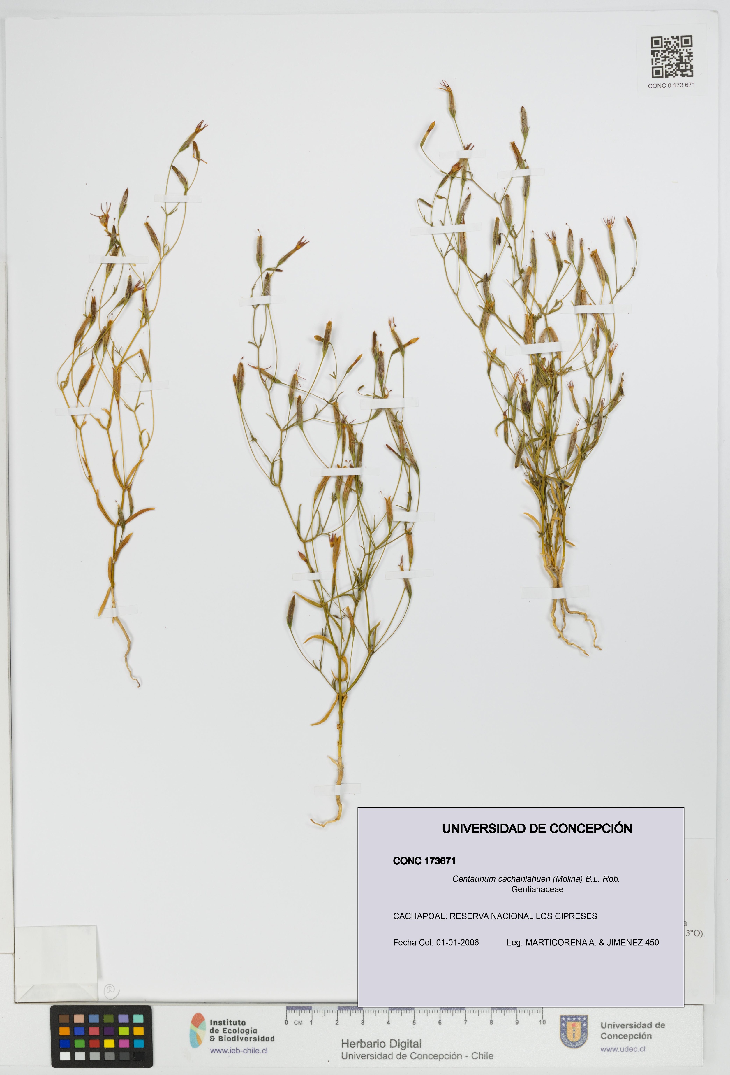 Centaurium cachanlahuen [Espécimen: UDEC:CONC:0173671]