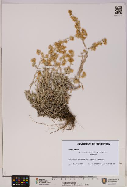 Gamochaeta aliena [Espécimen: UDEC:CONC:0173676]