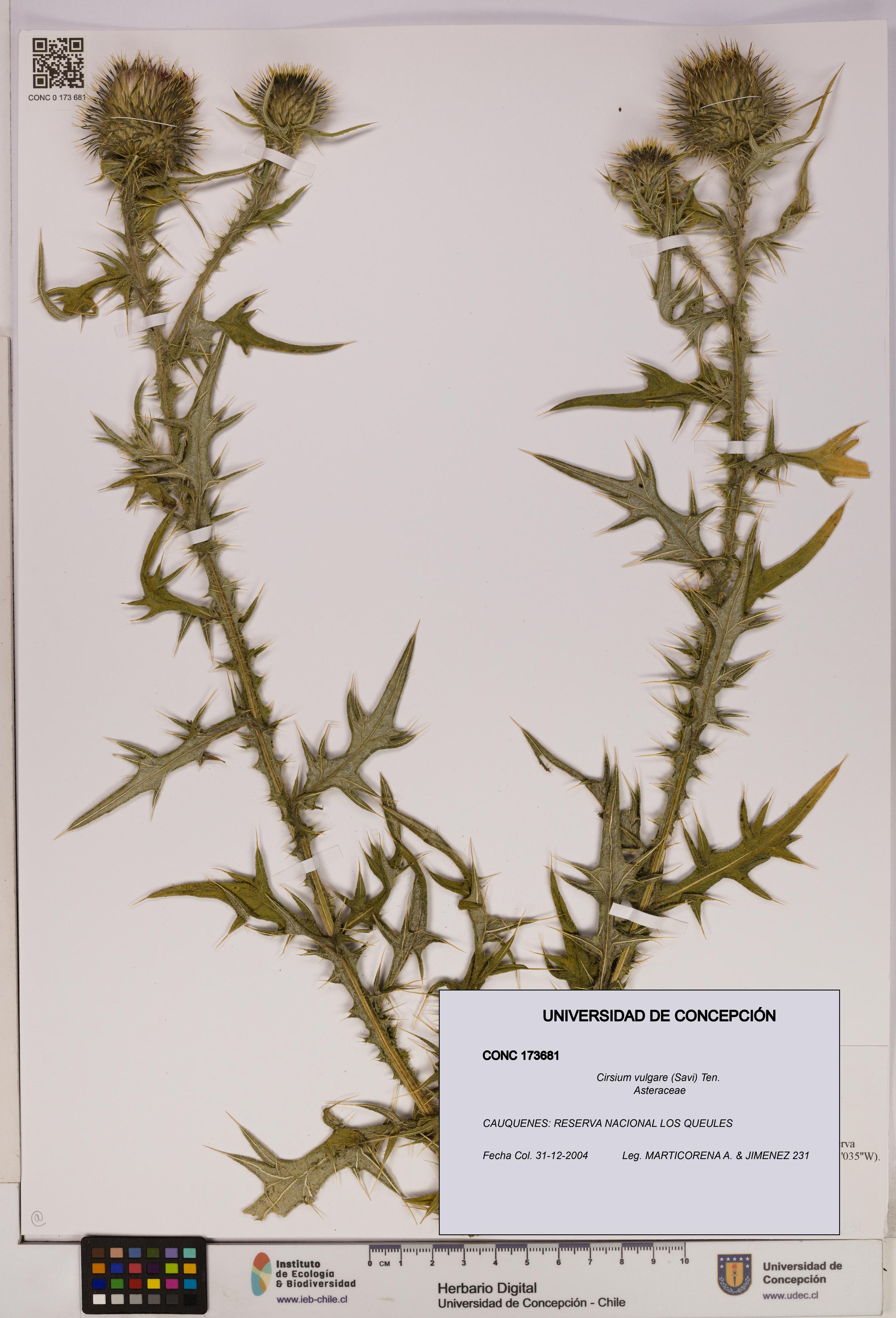 Cirsium vulgare [Espécimen: UDEC:CONC:0173681]