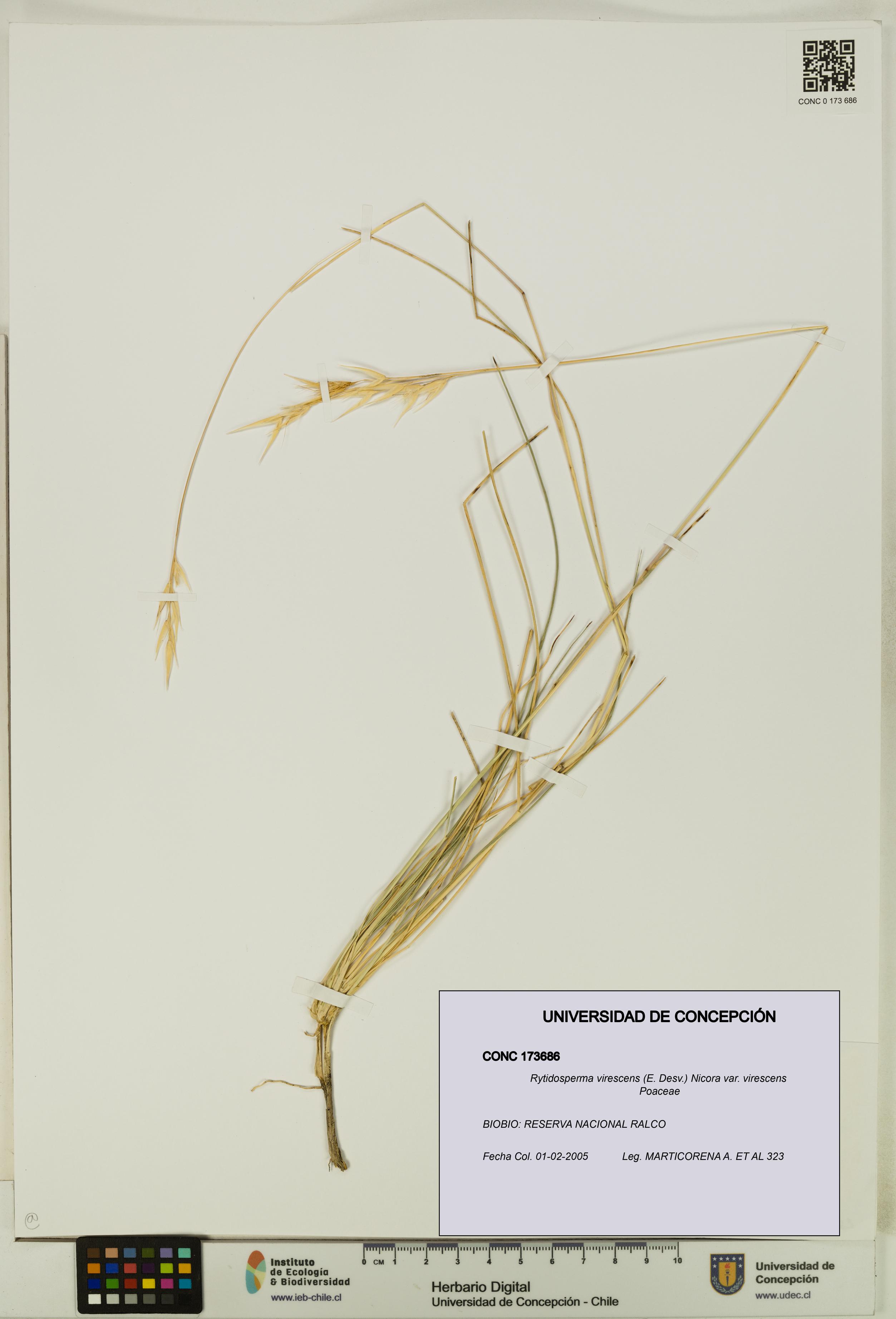 Rytidosperma virescens var. virescens [Espécimen: UDEC:CONC:0173686]
