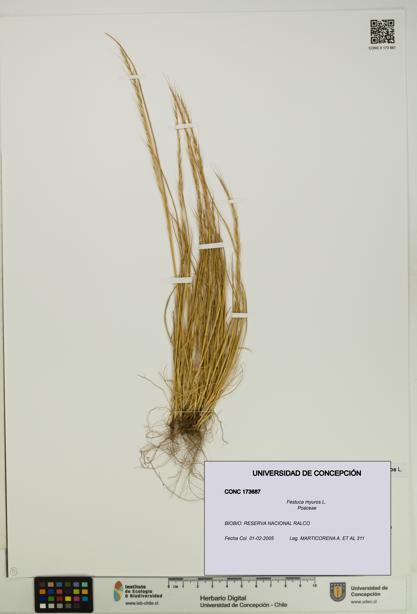 Festuca myuros [Espécimen: UDEC:CONC:0173687]