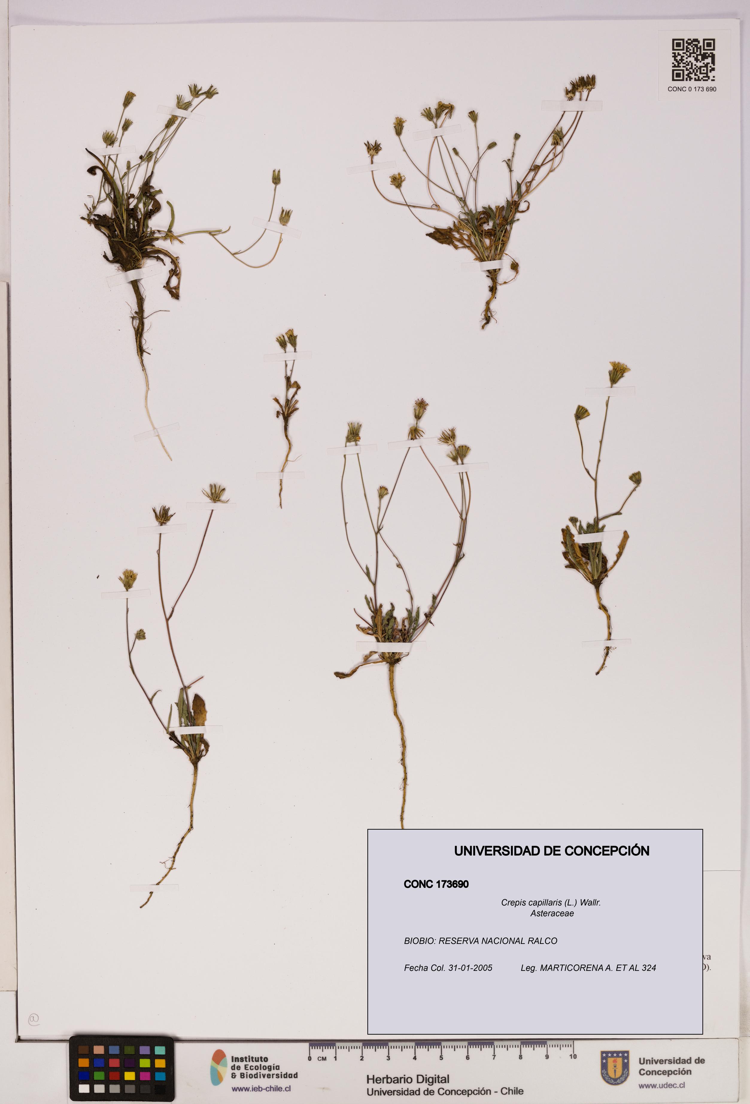 Crepis capillaris [Espécimen: UDEC:CONC:0173690]