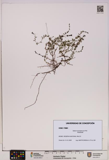 Galium inconspicuum [Espécimen: UDEC:CONC:0173691]