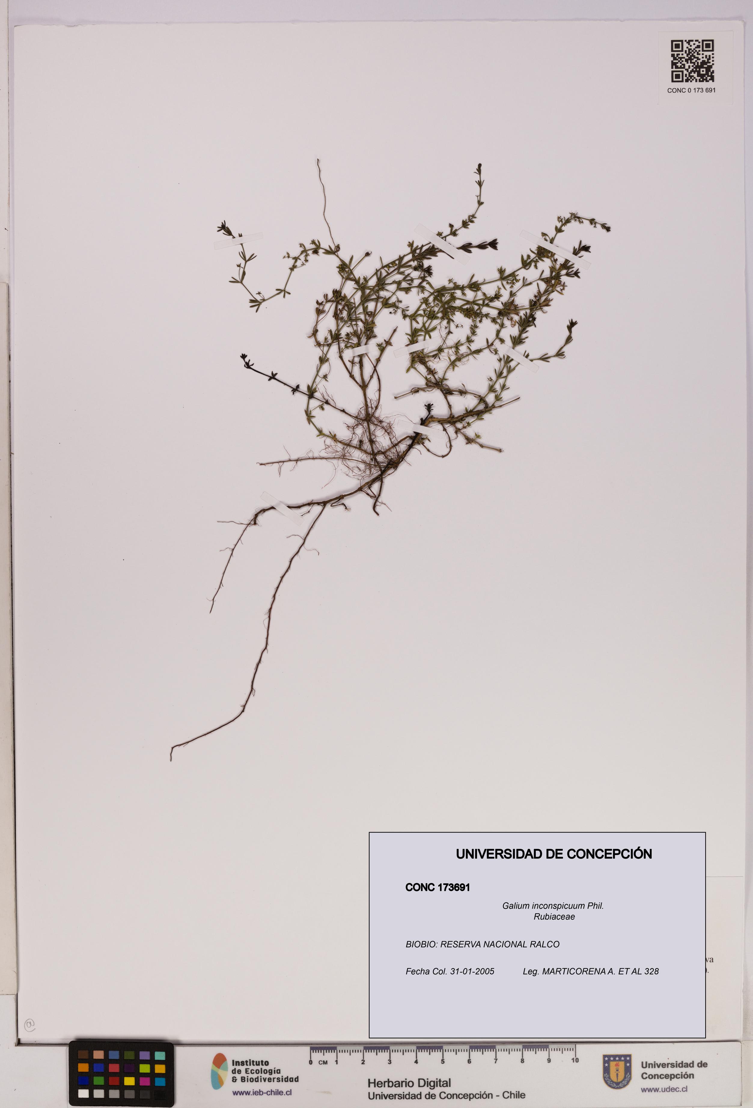 Galium inconspicuum [Espécimen: UDEC:CONC:0173691]