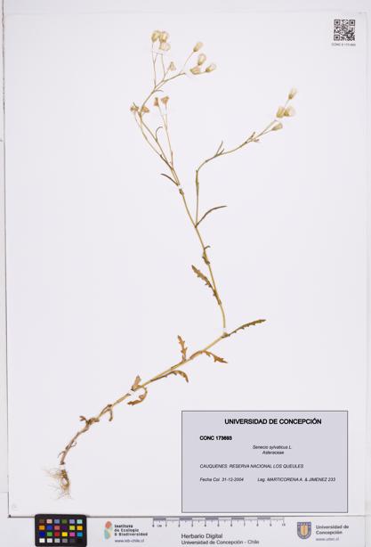 Senecio sylvaticus [Espécimen: ]