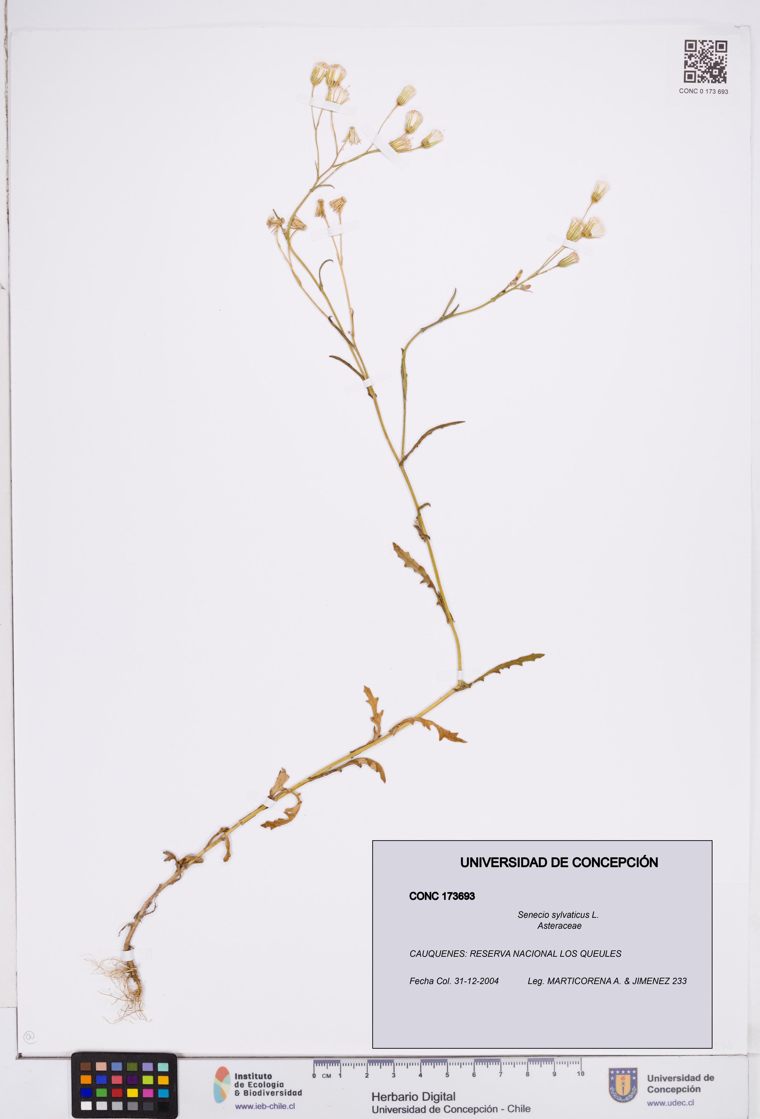 Senecio sylvaticus [Espécimen: ]