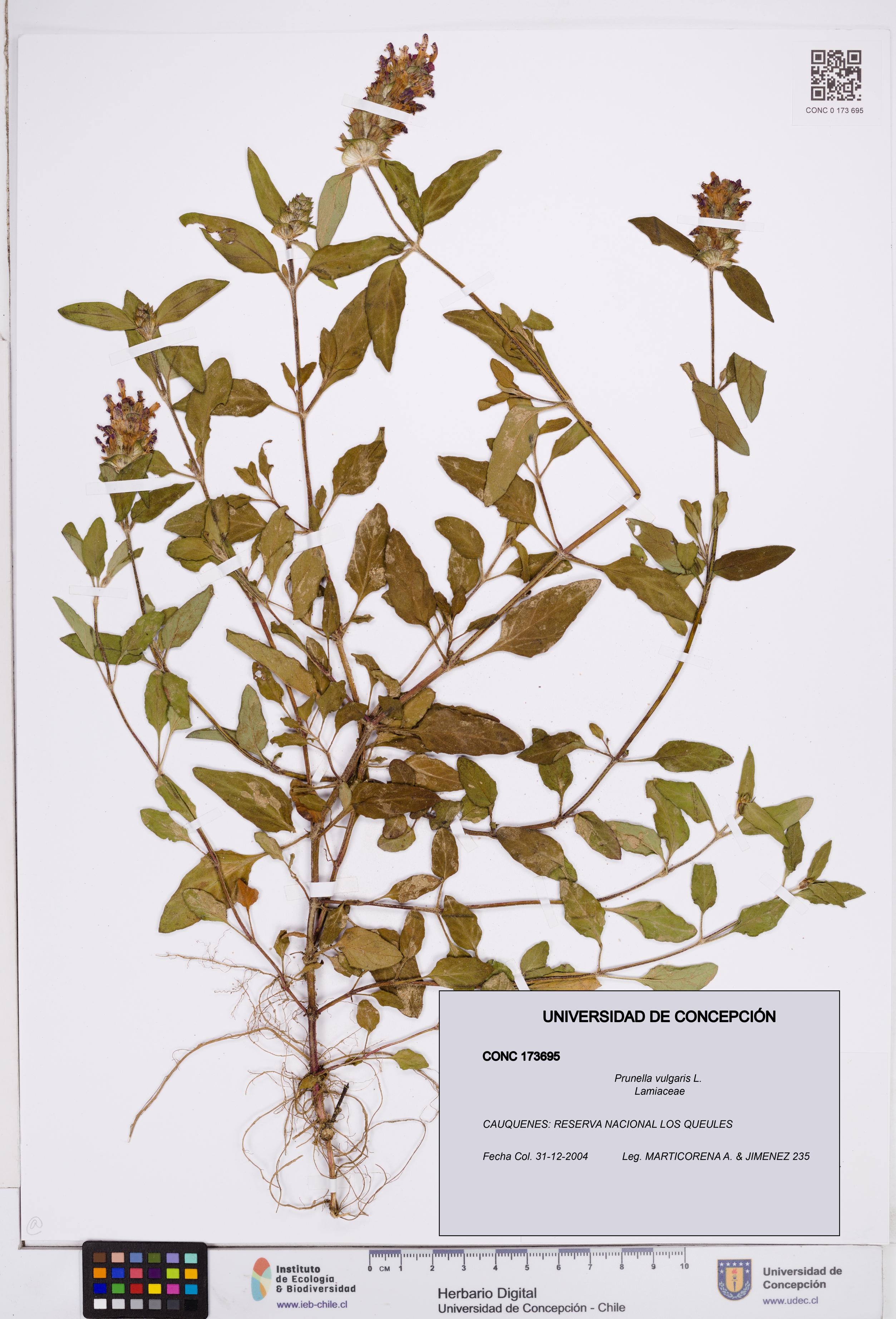 Prunella vulgaris [Espécimen: ]
