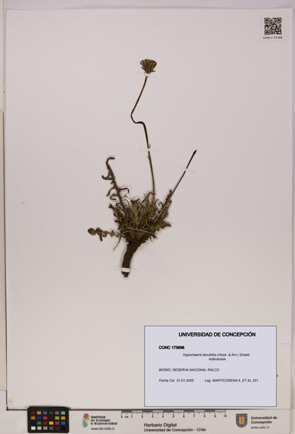 Hypochaeris tenuifolia [Espécimen: UDEC:CONC:0173698]