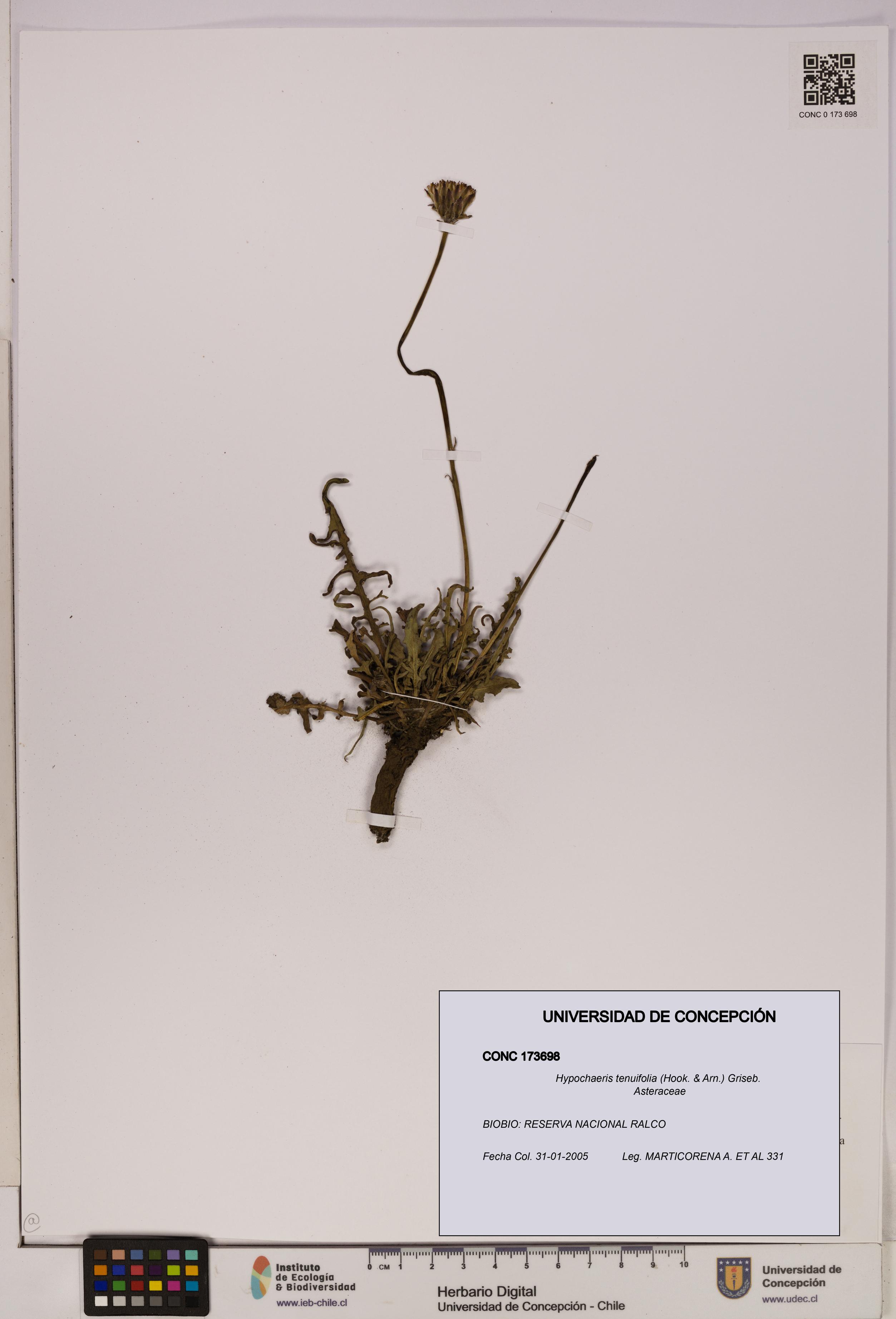 Hypochaeris tenuifolia [Espécimen: UDEC:CONC:0173698]