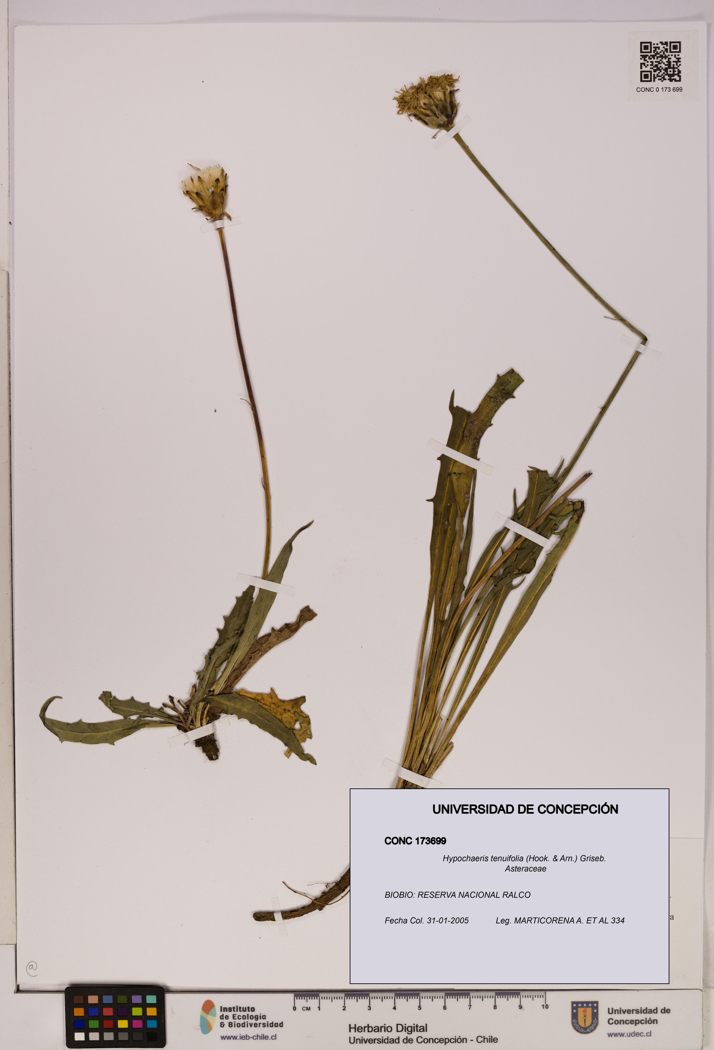 Hypochaeris tenuifolia [Espécimen: UDEC:CONC:0173699]