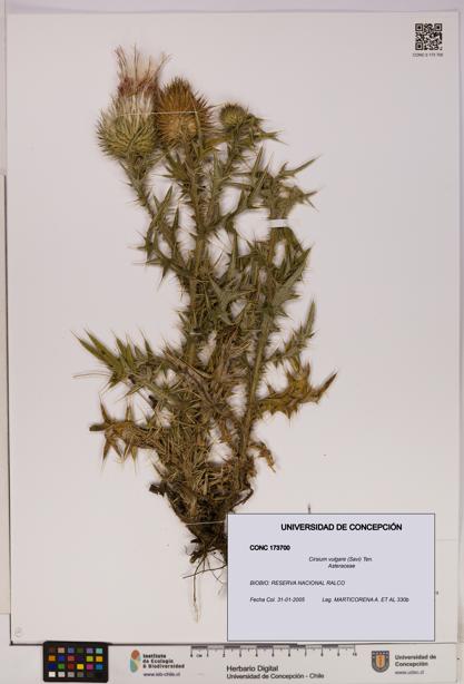 Cirsium vulgare [Espécimen: UDEC:CONC:0173700]
